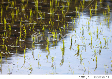 深野の棚田 深野の棚田 40965073