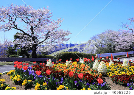 日立市かみね公園の桜07 日立市かみね公園の桜07 40965229