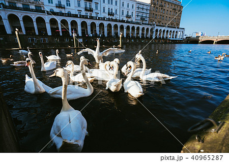 Group of mute swans in Alster lake near the Town Hall. Hamburg, Germany 40965287
