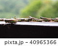 イナゴ イナゴ 40965366