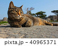 なにか用かにゃー? なにか用かにゃー? 40965371
