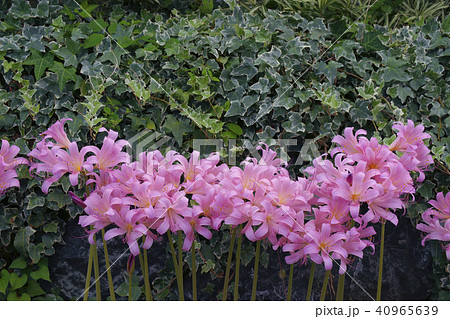 夏水仙 夏水仙 40965639