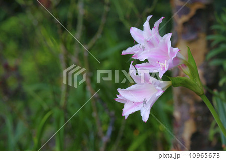 アマクリナム 40965673