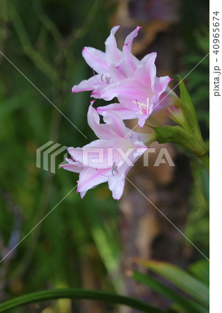 アマクリナム 40965674