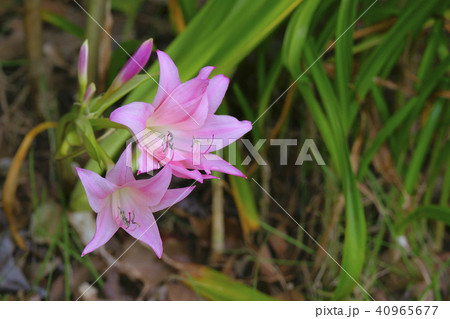 アマクリナム 40965677