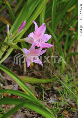 アマクリナム 40965678