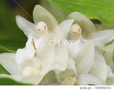 原種洋ランPholidota chinensisの写真 40966043
