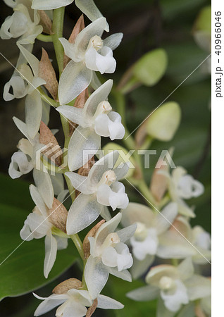 原種洋ランPholidota chinensisの写真 40966046