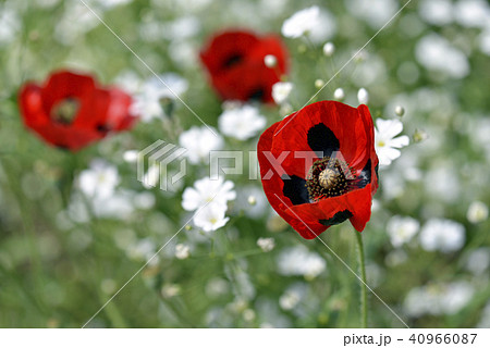 ヒナゲシ 40966087