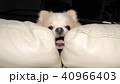 変顔犬 40966403