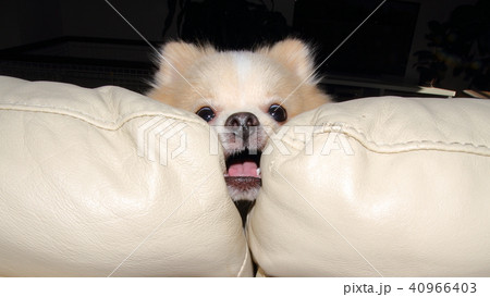 変顔犬 変顔犬 40966403