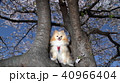 犬と花見 40966404