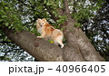 木登り 40966405