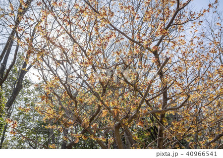 マンサク 40966541