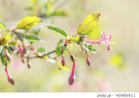 ミヤマウグイスカグラ ミヤマウグイスカグラ 40966911