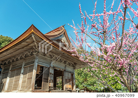 気多大社の春景色 40967099