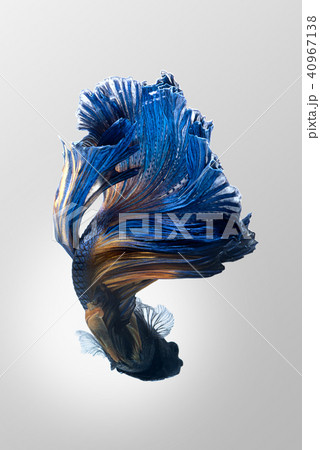 Blue yellow siamese fighting fish 40967138