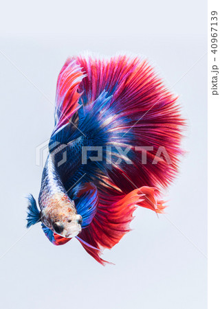 Blue red siamese fighting fish Blue red siamese fighting fish 40967139