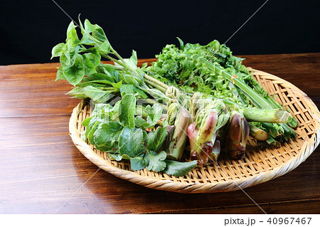 春の山菜 春の山菜 40967467