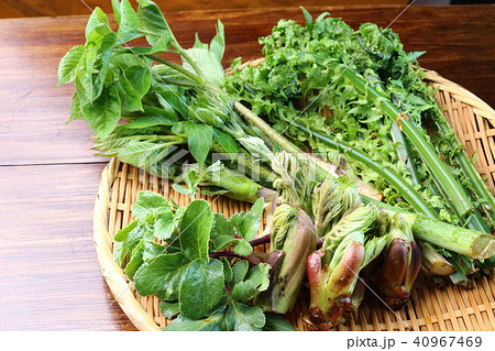 春の山菜 春の山菜 40967469