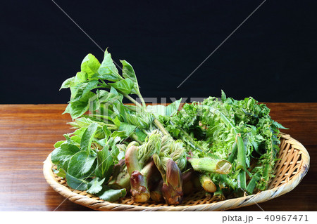 春の山菜 40967471