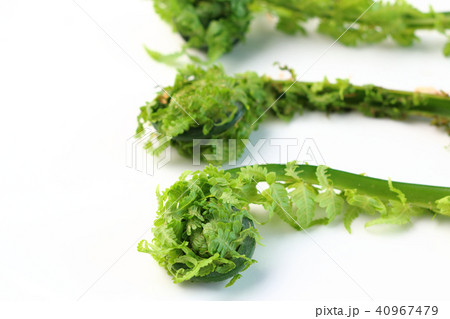 春の山菜 40967479