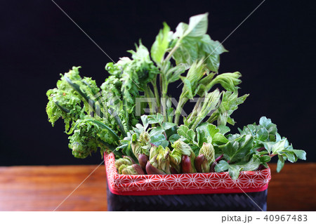 春の山菜 40967483