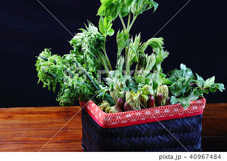 春の山菜 春の山菜 40967484