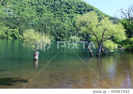北竜湖の初夏 40967692