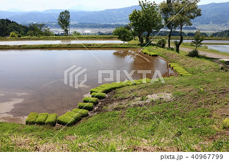 田植えの準備 40967799