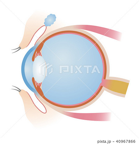 目の構造 40967866