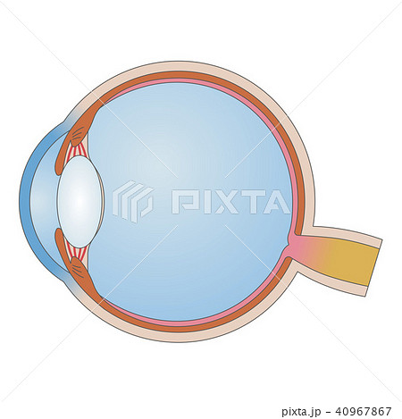 目の構造 目の構造 40967867