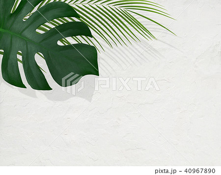 背景-植物-白壁 40967890