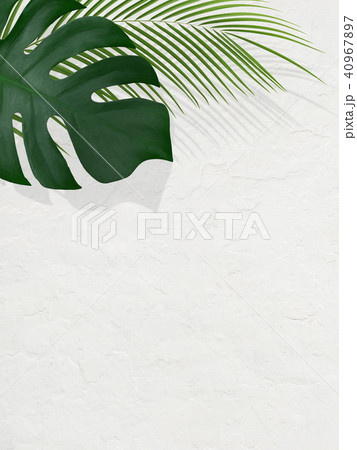 背景-植物-白壁 40967897