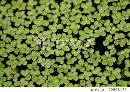 浮草 浮草 40968175