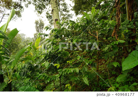 キリマンジャロのコーヒーファームのコーヒーの木 40968177