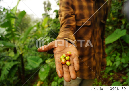 キリマンジャロのコーヒーファームのコーヒーの実コーヒーの実を手に乗せた キリマンジャロのコーヒーファームのコーヒーの実コーヒーの実を手に乗せた 40968179