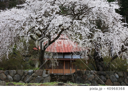 観音堂と桜 観音堂と桜 40968368