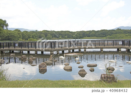 昆陽池公園 40968432