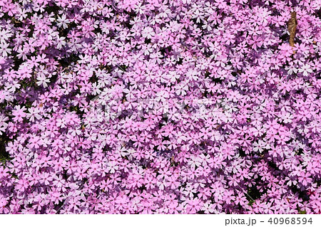 芝ざくらの絨毯 芝ざくらの絨毯 40968594