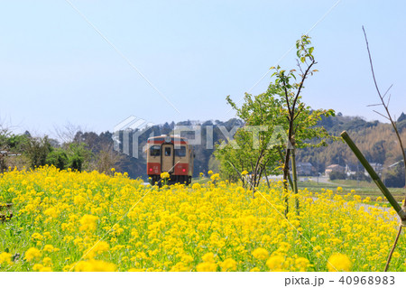 [千葉県]　いすみ鉄道　菜の花　春 40968983