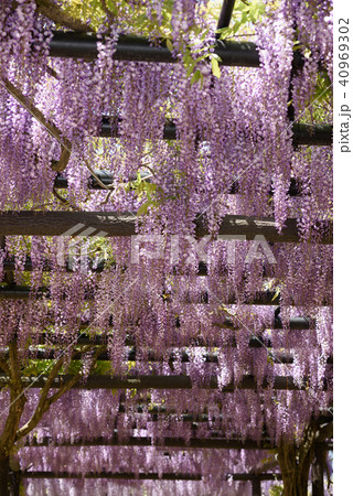 兵庫 白井大町藤公園の藤 兵庫 白井大町藤公園の藤 40969302