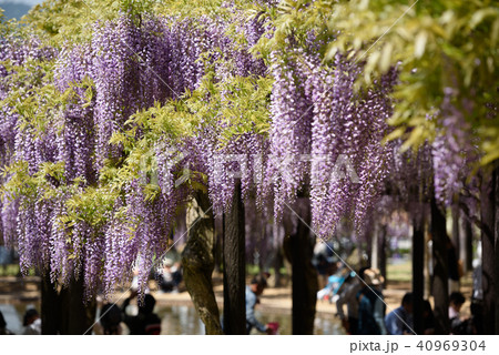 兵庫　白井大町藤公園の藤 40969304