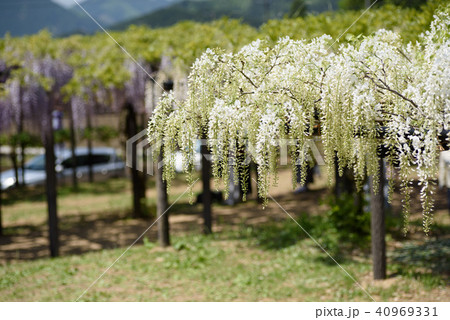 兵庫 白井大町藤公園の藤 兵庫 白井大町藤公園の藤 40969331