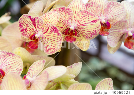 背景 バックグラウンド バックグランド 40969522