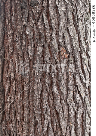 ヒマラヤ杉 樹皮 テクスチャの写真素材