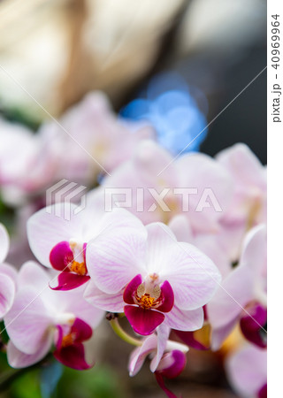 背景 バックグラウンド バックグランド 40969964