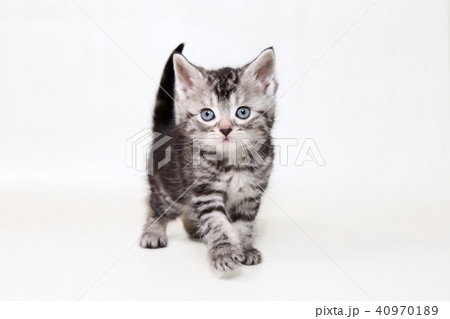 アメショー　子猫 40970189