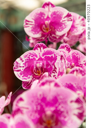 背景 バックグラウンド バックグランド 40970223