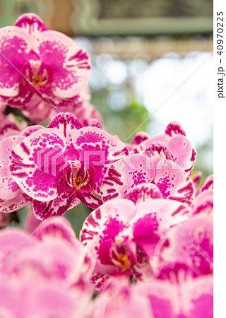 蘭 ラン 洋ラン 40970225